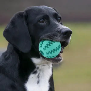 Dog Ball Toys